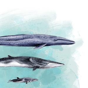 illustration dimensions des baleines