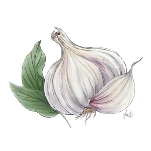 illustration ail basilic