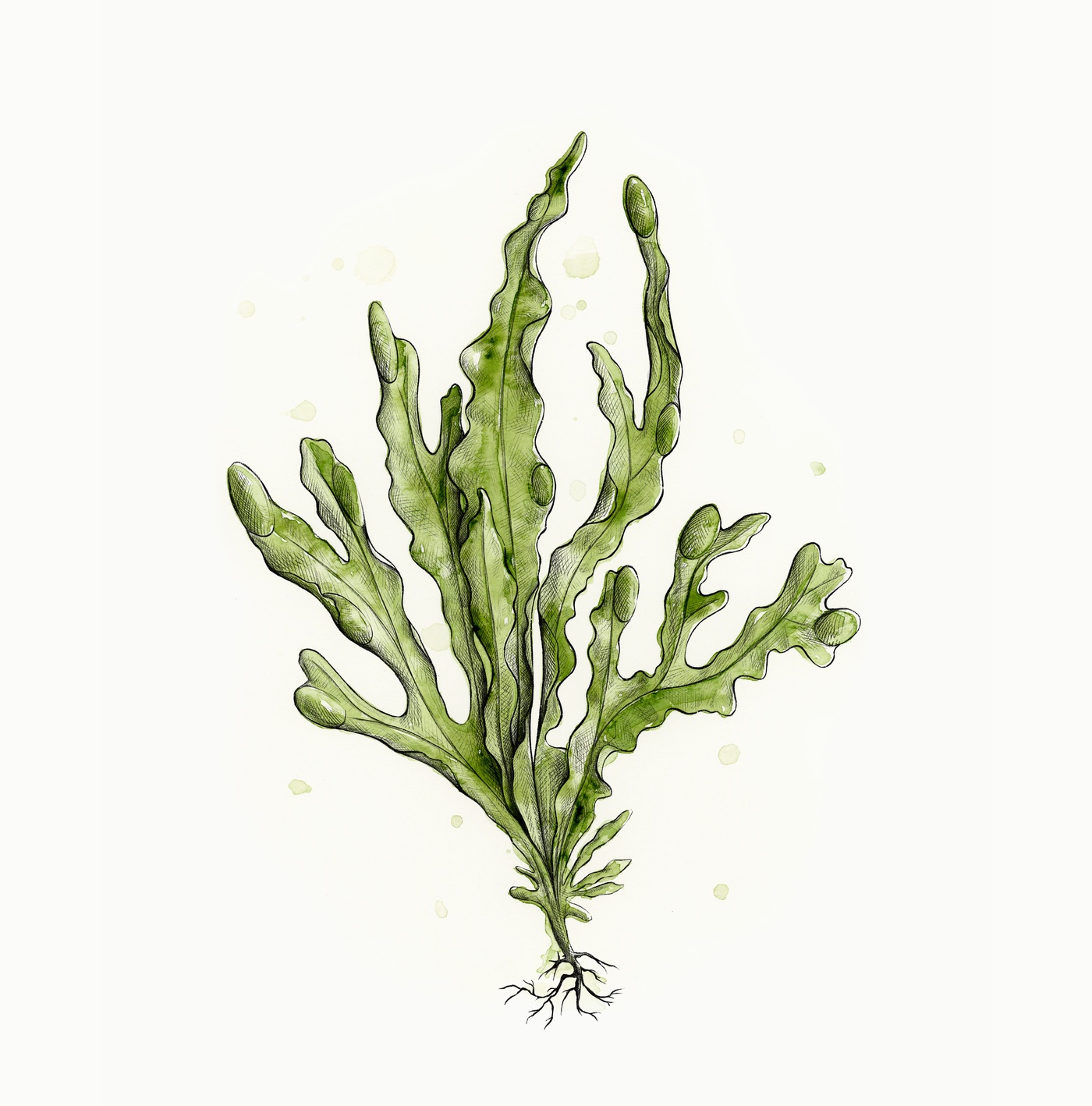 Marie-Hélène St-Michel - illustration algue