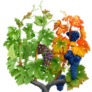 Saisons-de-la-vigne_Seasons-of-the-Vine