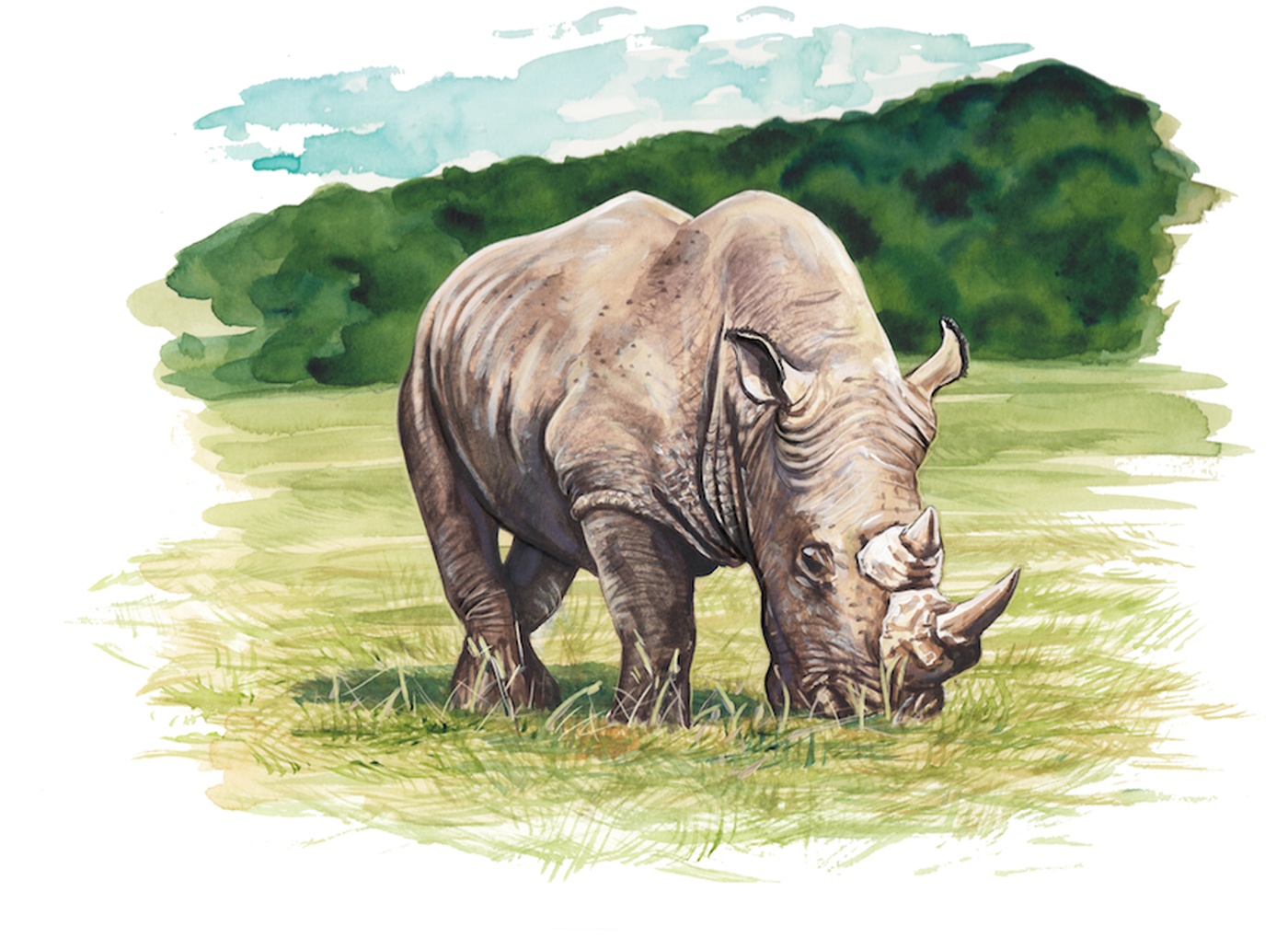 Jocelyne Bouchard - Rhinocéros