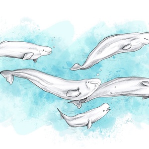 belugas en groupe