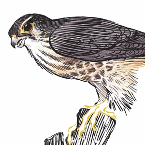 faucon émerillonV3