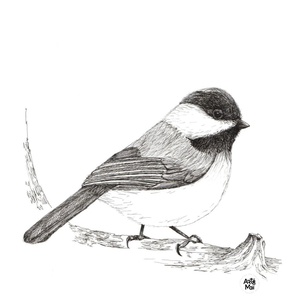Mésange 2025