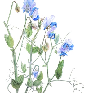 Lathyrus odoratus