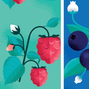 Illustrations pour étiquettes de plantes à fruits