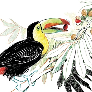 Toucan à carène