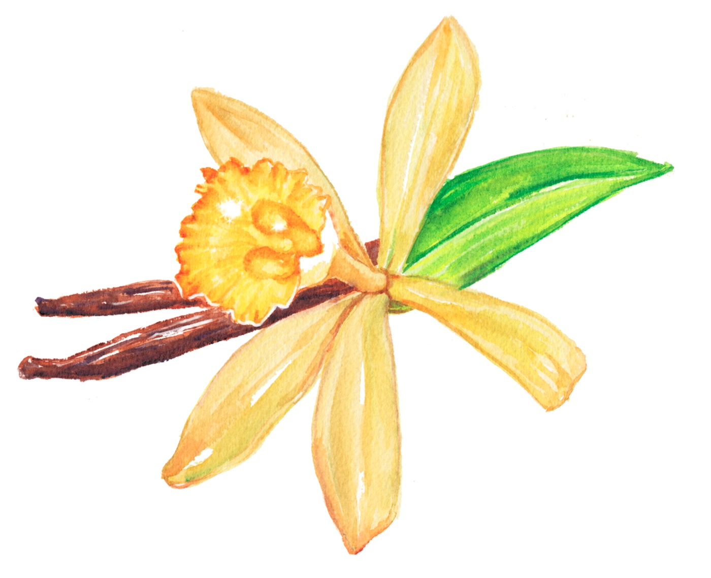 Jocelyne Bouchard - fleur de vanille