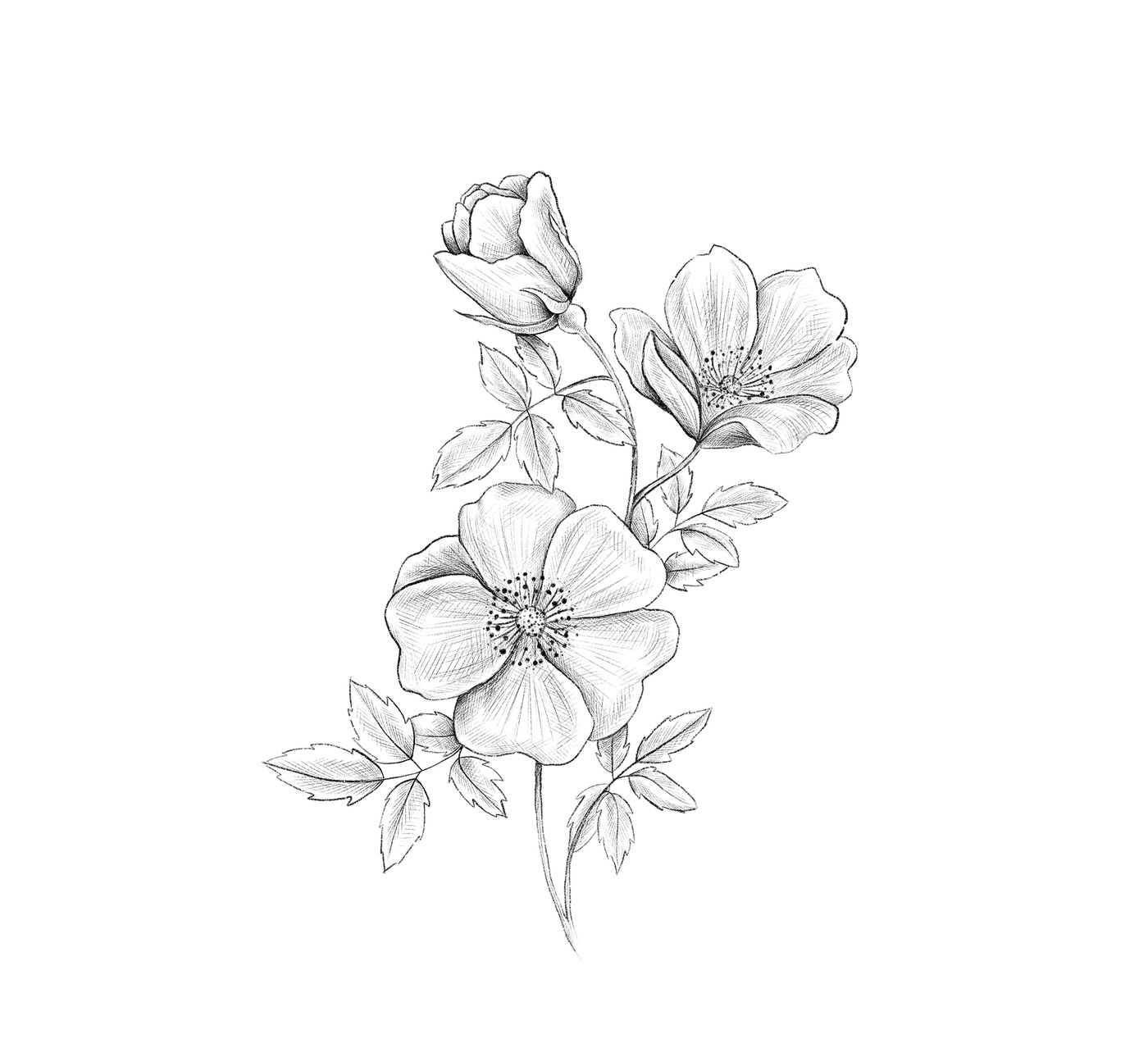 Marie-Hélène St-Michel - illustration de roses sauvages (autre proposition)