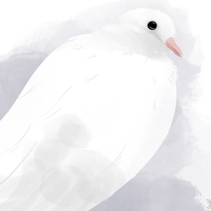 Peace Dove Illustration