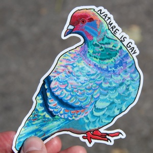 Pigeon