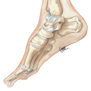 Anatomie osseuse du pied et de la cheville
