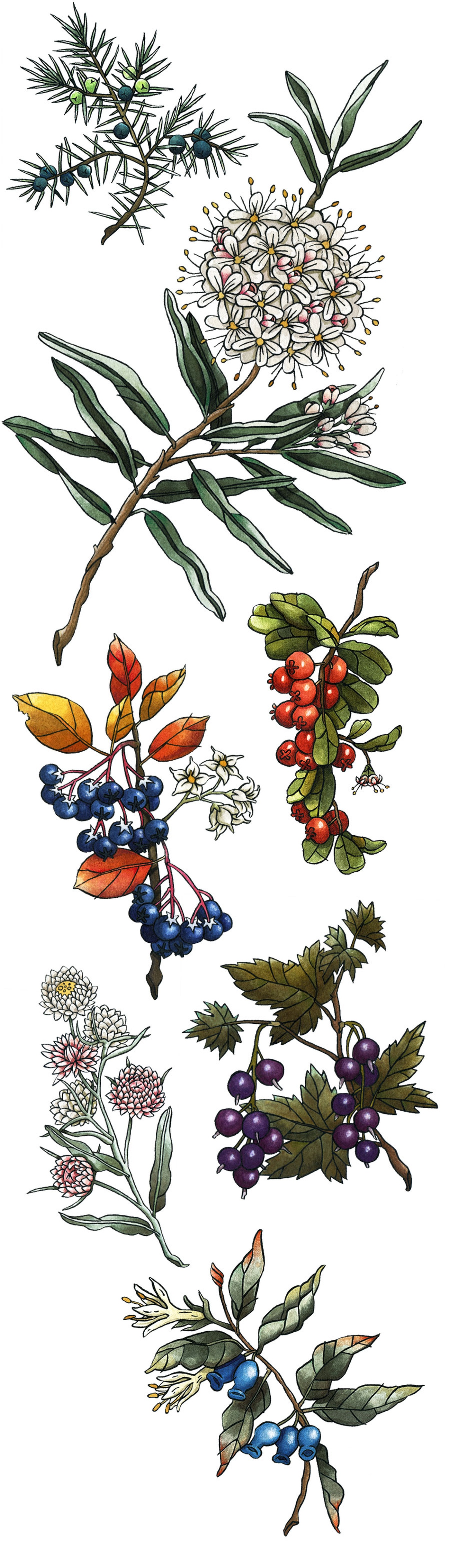 Frey dessine - 7 baies et fleurs du terroir de la Côte-Nord