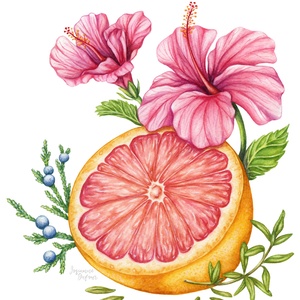 Illustration d’emballage pour le gin Hibiscus de Oshlag.