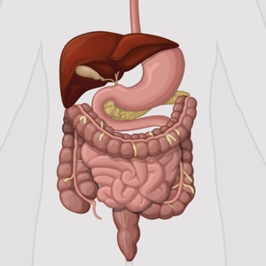 A.D.A.M. (Taimma) - Système digestif